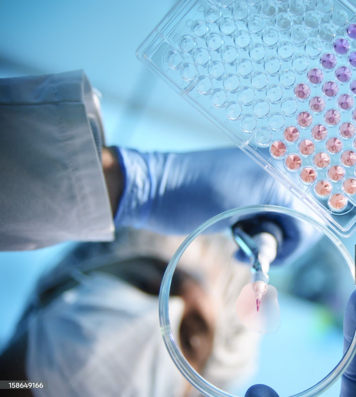 a scientist using a pipette with a microtiter plate and a petri dish